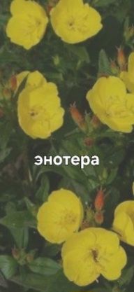 Продаётся почвокровная трава (ёлочка) трава