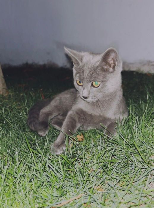 Котенок , девочка Срочно ищет хозяина!!!