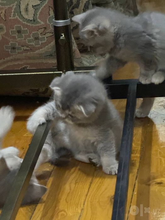 Продаюца котенки 2 мальчик 2девочка Скотиш фолд Окраска:Серебро