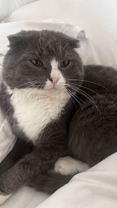 Шотландская вислоухая кошка