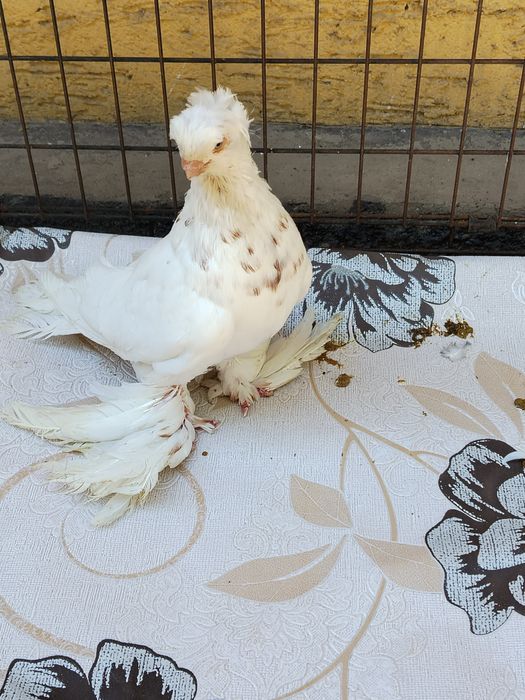 Продам Гульбадам самец