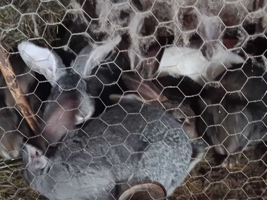 Iepuri de vânzare sau schimb