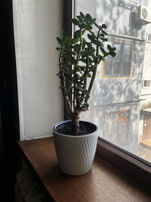 Цветы домашние тенге