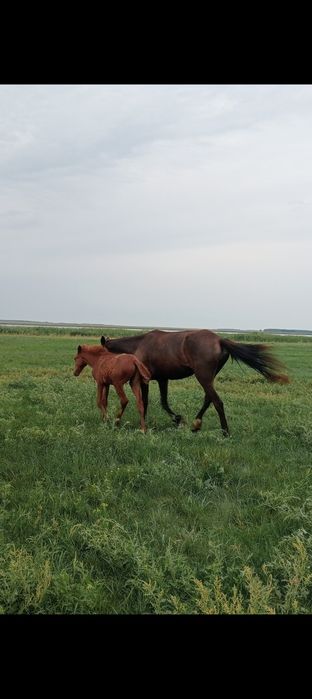 Лошадь с жеребёнком