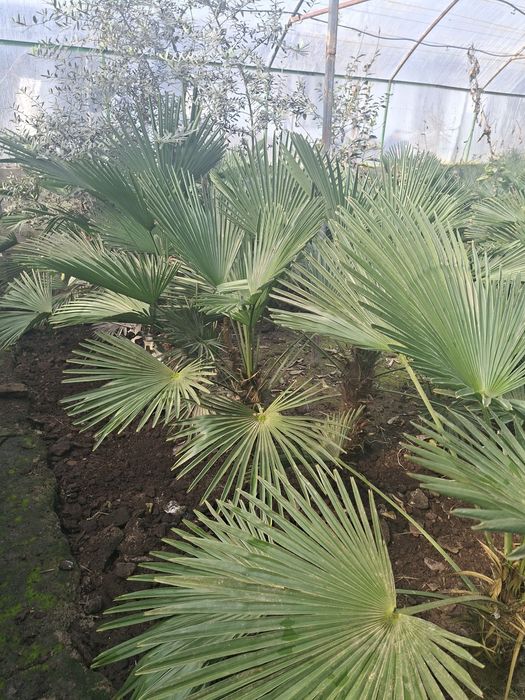 Палма гули Вагнера