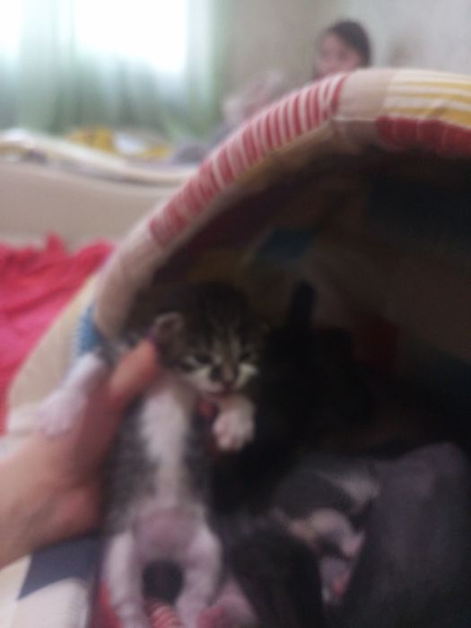 Продаю донского сфинкса