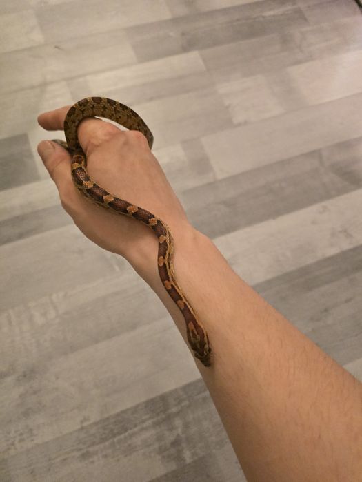 Vand Cornsnake  cu terariu