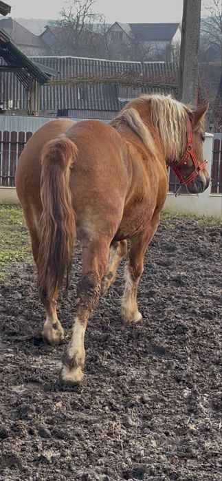 Disponibil manz comtoa‼️