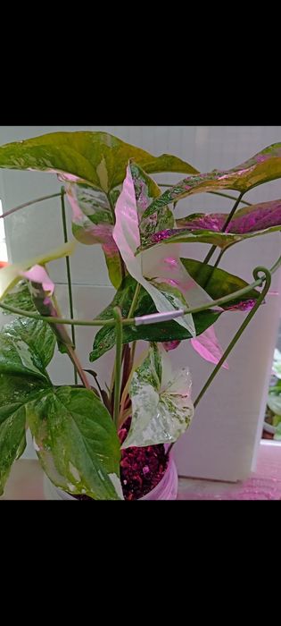 Продажа Сингониумов