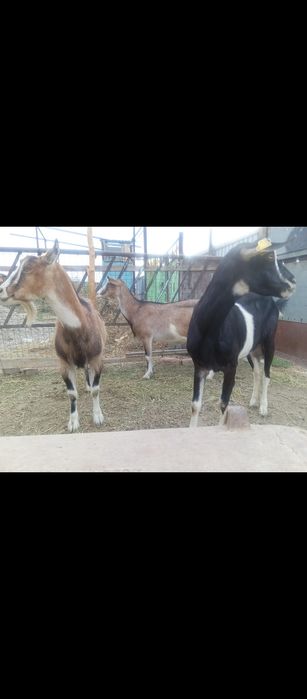 Дойные козы продам
