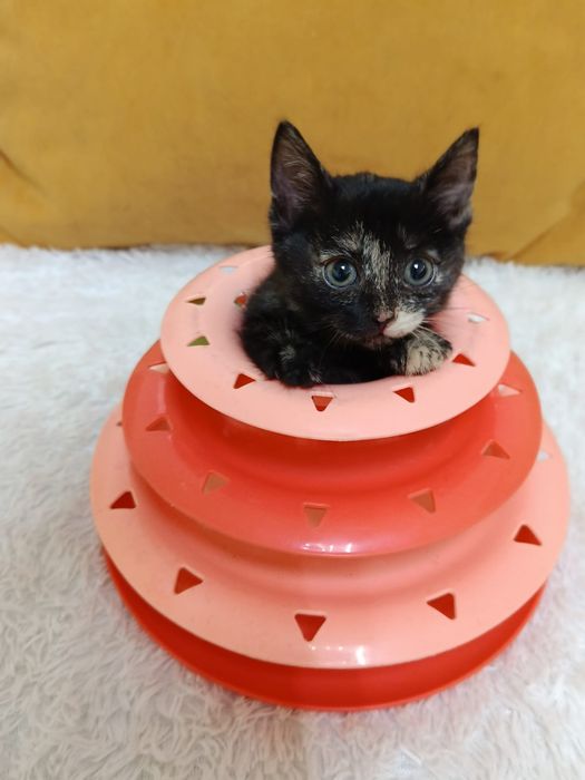 Котёнок девочка в добрые ручки