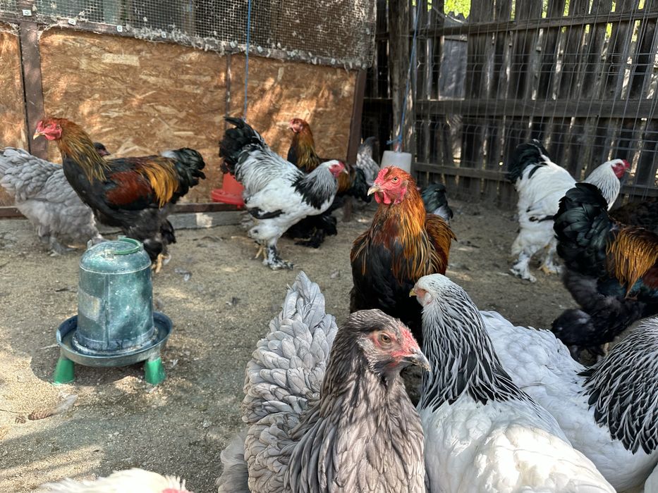 Cocosi brahma potarnichiu si herminat deschis