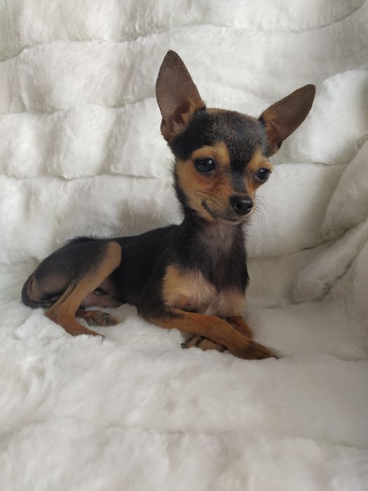 Вязка мини той терьера