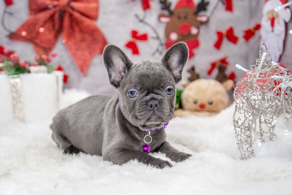 bulldog francez blue fetiță