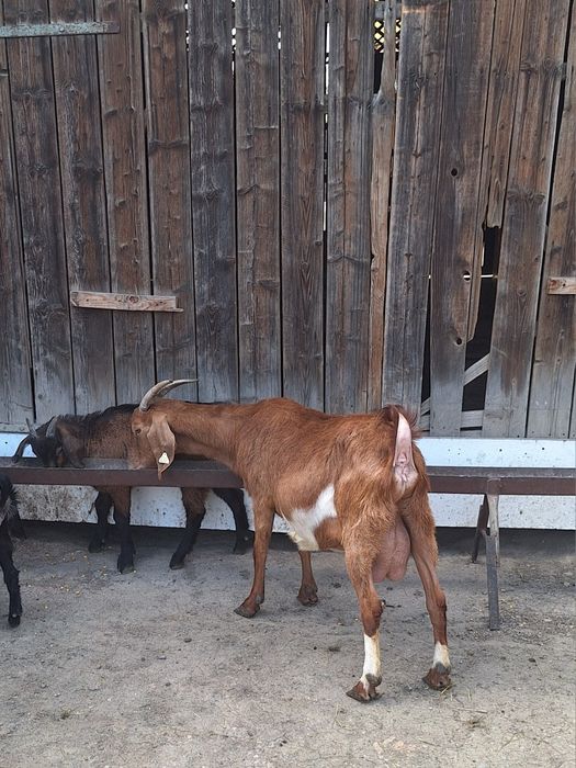 2 capre,un țap de 6 luni si o ieduta de 5 luni