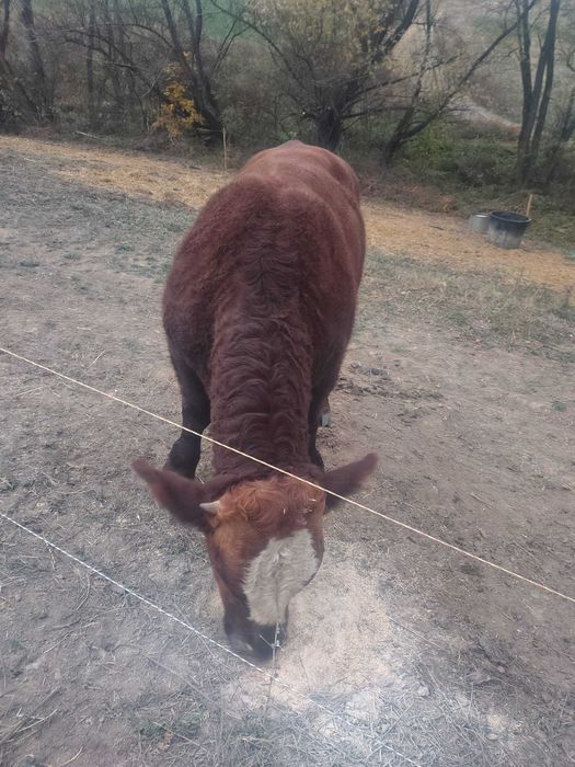 Vand Taur Metis Angus