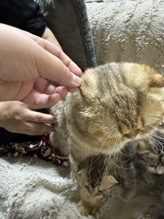 Sotamiz mushu  1,5 oy  parodase gibrit sokoch pold bilan bingalskiy