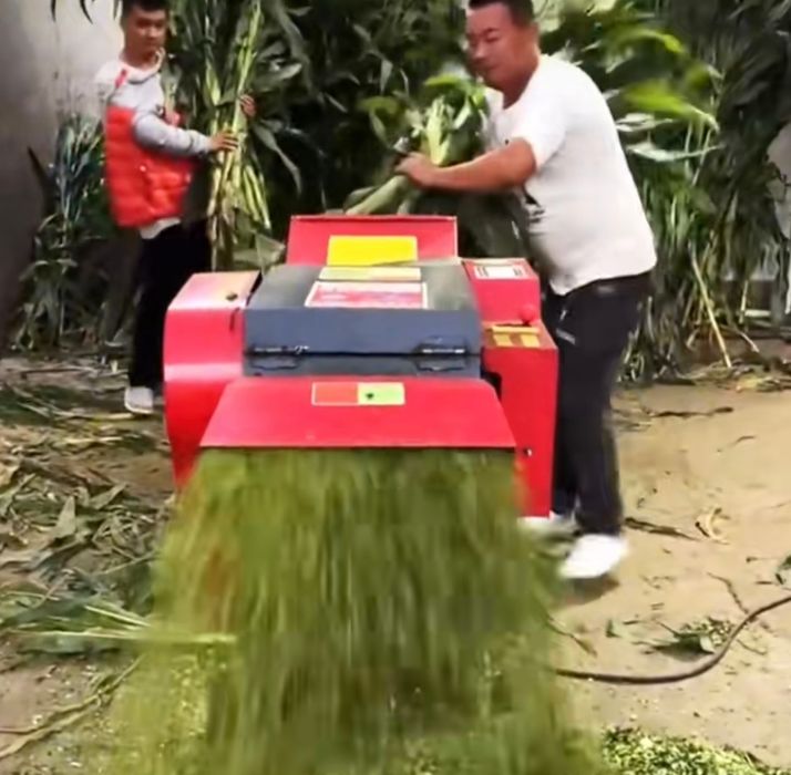 Rizomi de trestie uriașă Arundo donax