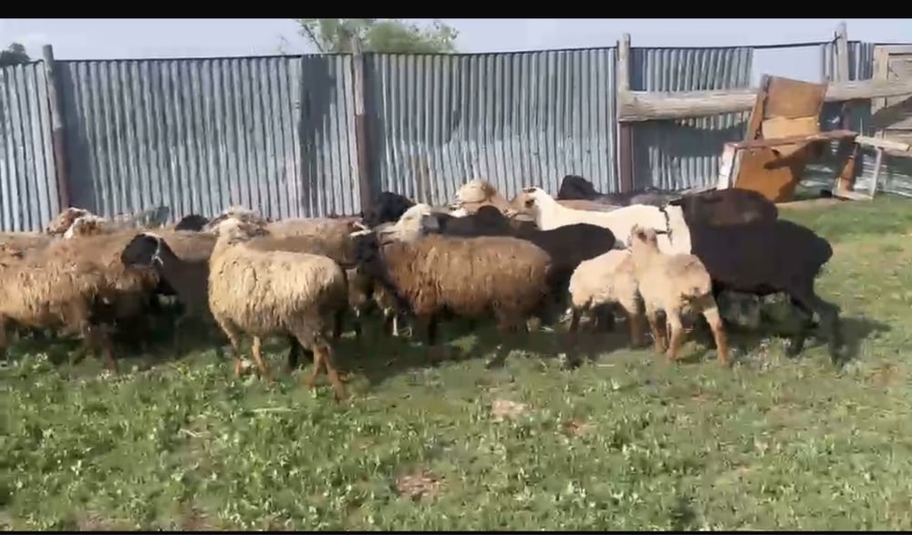 Продам баран! Нахрдятся в Красном яре!