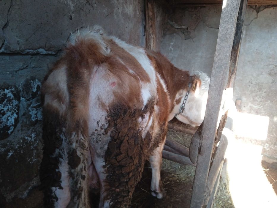 Продам КРС Быки с откорма