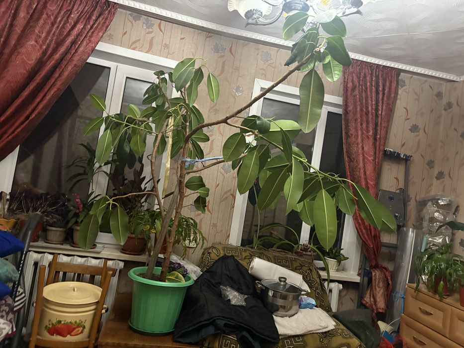 Фикус   (большой)