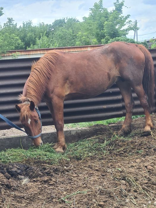 Продам лошадей кобыла и тай
