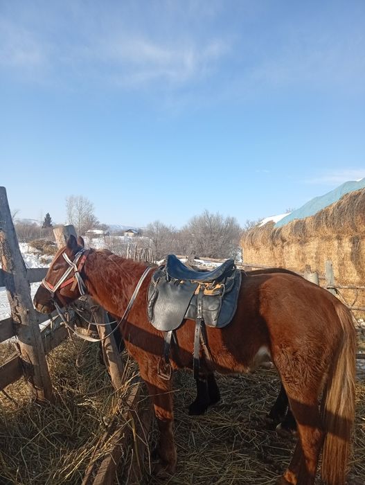 Кобыла 4 года один раз жеребилась.