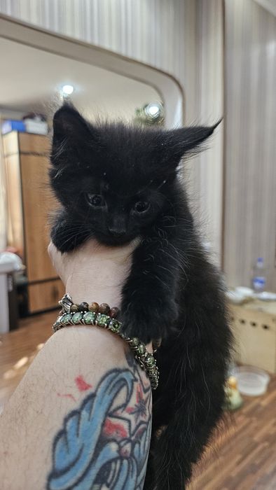 Красивые котята на половину Мейн-кун