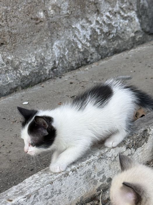 Котята 1 месяц , отдаем в добрые руки