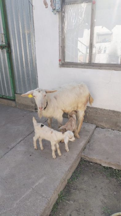 Ешкі лақ Коза сатылады