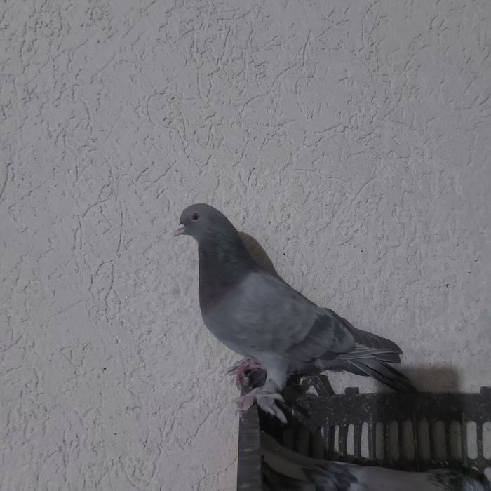 Бухар арап лет бой тяга гарантия