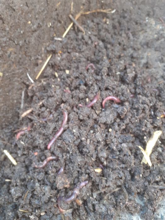 Sifatli biogomuslar tayyor