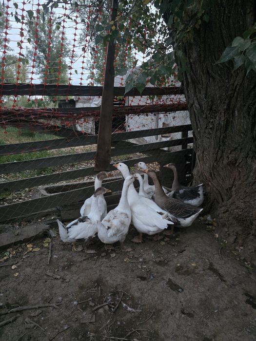 Gâște de vânzare