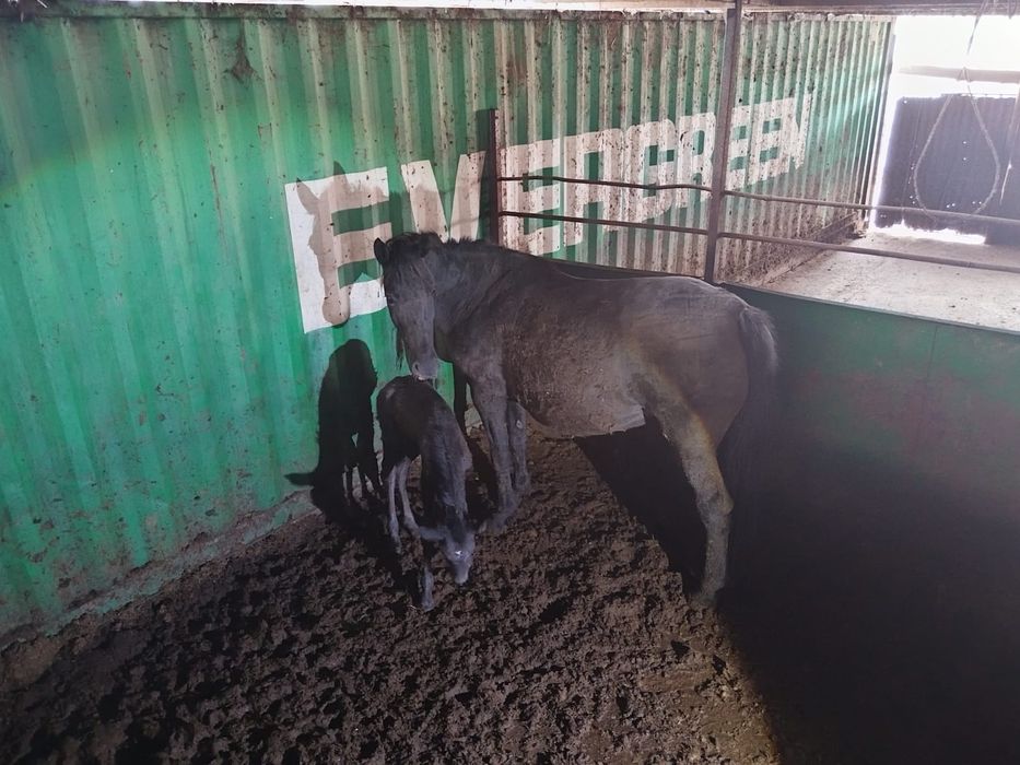 Продам кобылу .Родила сегодня.