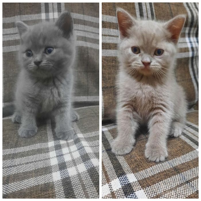 Продаются котята