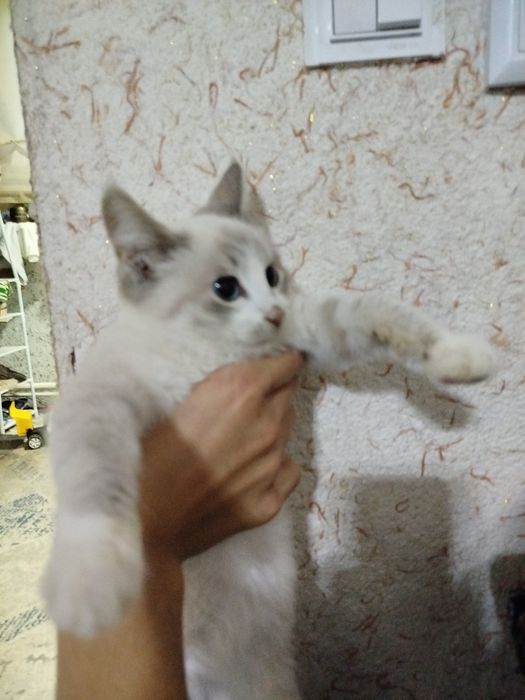 mushuk aqilli hamma narsaga oʻrgatilgan