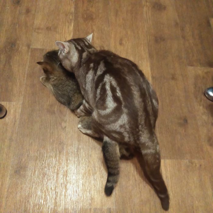 Вязка чистокровный Скоттиш-страйт