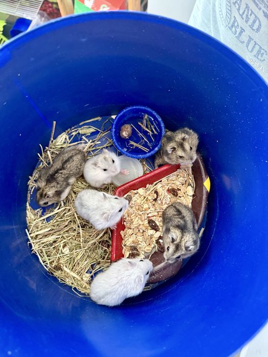 Hamsteri Siberieni