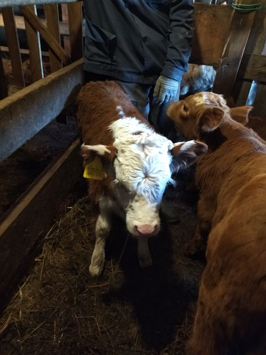 7 бас бұзаулы сиыр сатылады