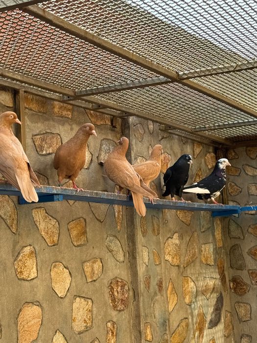 Гълаби неврени и лимонки