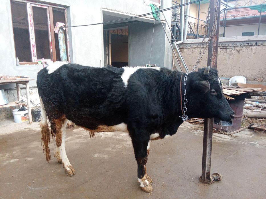 Бука сотилади 2 ёш