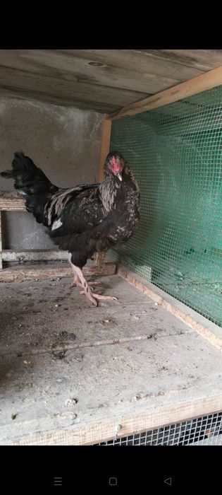 Қазақы аралас брама