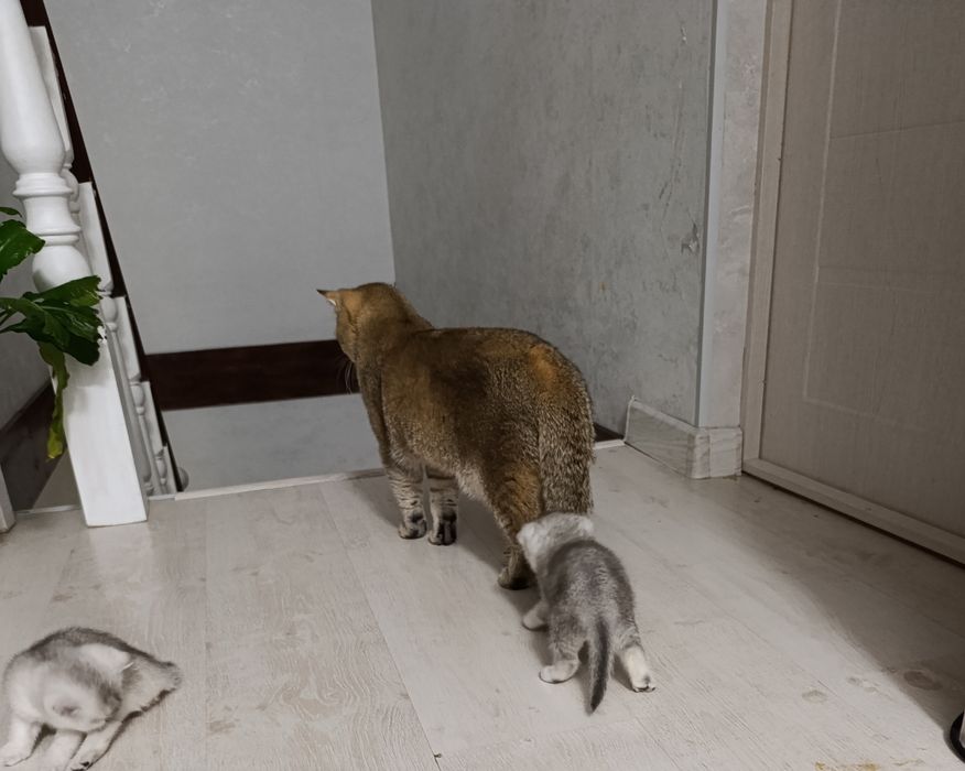 Продается Шотланкие Шиншиллы