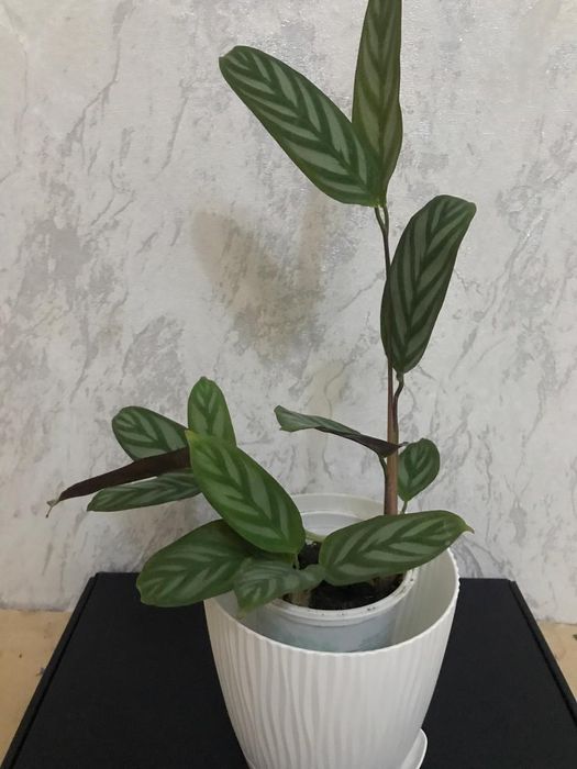 Комнатные цветы.