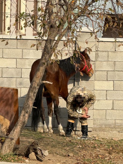 Жеребец Айгыр 2021