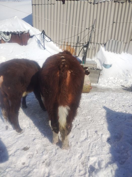 Бычки годовалые продам