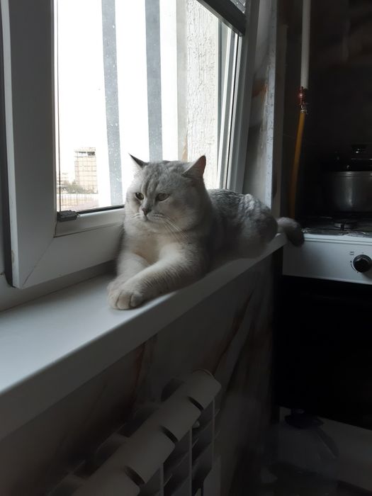 Продаётся, Sotiladi