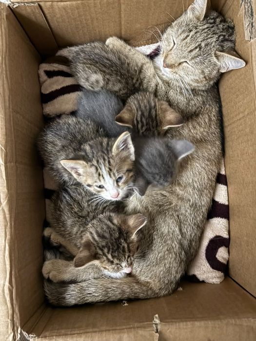 Кошка с котятами 6недель