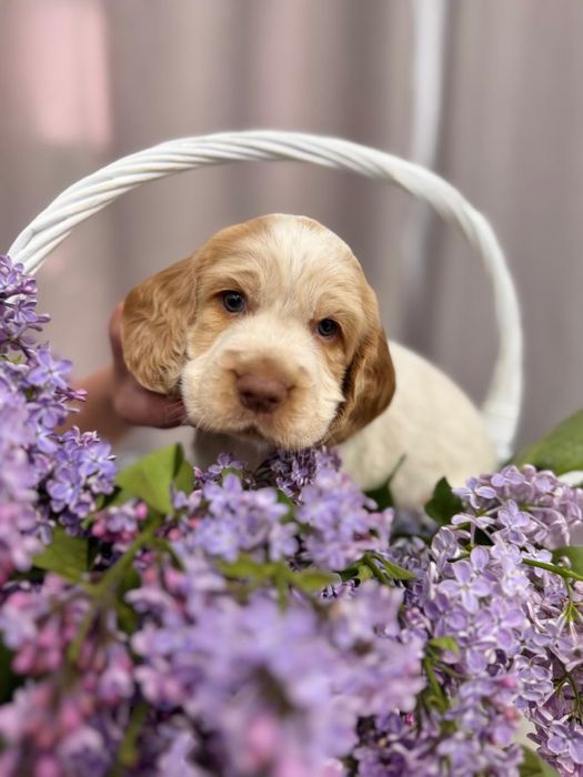 Щенки Русского охотничьего спаниеля