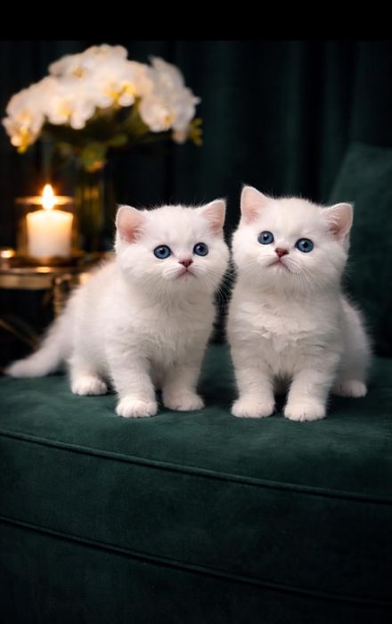 КотЯта БриТанСкие